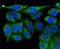 Phosphoglycerate kinase antibody, A01449, Boster Biological Technology, Immunocytochemistry image 