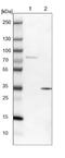 NET50 antibody, NBP1-80842, Novus Biologicals, Western Blot image 