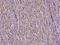 Nuclear Transcription Factor Y Subunit Gamma antibody, A06128-1, Boster Biological Technology, Immunohistochemistry frozen image 