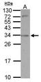 SLAM family member 9 antibody, GTX121045, GeneTex, Western Blot image 