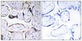 ELOVL Fatty Acid Elongase 3 antibody, abx014454, Abbexa, Western Blot image 