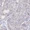 Pescadillo homolog antibody, HPA062439, Atlas Antibodies, Immunohistochemistry frozen image 