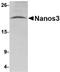 Nanos homolog 3 antibody, orb94262, Biorbyt, Western Blot image 