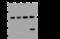 Cleavage And Polyadenylation Specific Factor 2 antibody, 201389-T44, Sino Biological, Western Blot image 