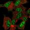 Cytoglobin antibody, NBP2-55897, Novus Biologicals, Immunocytochemistry image 