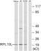Ribosomal Protein L10 Like antibody, abx014112, Abbexa, Western Blot image 