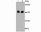 Drosha Ribonuclease III antibody, A00111-2, Boster Biological Technology, Western Blot image 
