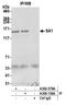 Stromal Antigen 1 antibody, A300-156A, Bethyl Labs, Immunoprecipitation image 