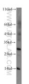 Ring Finger Protein 7 antibody, 11905-1-AP, Proteintech Group, Western Blot image 