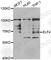 E74 Like ETS Transcription Factor 4 antibody, A7180, ABclonal Technology, Western Blot image 