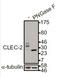 C-type lectin domain family 1 member B antibody, TA353100L, Origene, Western Blot image 