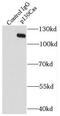 BCAR1 Scaffold Protein, Cas Family Member antibody, FNab06061, FineTest, Immunoprecipitation image 