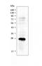 Placenta growth factor antibody, A01164-2, Boster Biological Technology, Western Blot image 