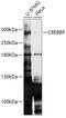 CREB Binding Protein antibody, 14-930, ProSci, Western Blot image 