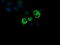 Cytidine/Uridine Monophosphate Kinase 1 antibody, LS-C174295, Lifespan Biosciences, Immunofluorescence image 