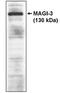 Membrane Associated Guanylate Kinase, WW And PDZ Domain Containing 3 antibody, orb108565, Biorbyt, Western Blot image 