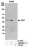 SUMO1 Activating Enzyme Subunit 1 antibody, A302-924A, Bethyl Labs, Immunoprecipitation image 