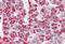 Acyl-CoA Dehydrogenase Medium Chain antibody, MBS242477, MyBioSource, Immunohistochemistry frozen image 