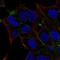 Odd-Skipped Related Transciption Factor 2 antibody, NBP2-56333, Novus Biologicals, Immunofluorescence image 