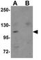 NLR Family Pyrin Domain Containing 9 antibody, GTX85159, GeneTex, Western Blot image 