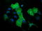 DnaJ Heat Shock Protein Family (Hsp40) Member A2 antibody, TA501688, Origene, Immunofluorescence image 