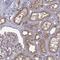 Arylsulfatase E antibody, HPA070651, Atlas Antibodies, Immunohistochemistry frozen image 