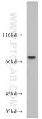 ZXD Family Zinc Finger C antibody, 20530-1-AP, Proteintech Group, Western Blot image 
