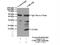 Cyclin Dependent Kinase Inhibitor 2B antibody, 12877-1-AP, Proteintech Group, Immunoprecipitation image 