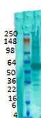 Solute Carrier Family 17 Member 7 antibody, orb67482, Biorbyt, Western Blot image 