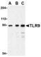 Toll Like Receptor 9 antibody, AHP1022, Bio-Rad (formerly AbD Serotec) , Western Blot image 