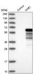 NGFI-A-binding protein 1 antibody, PA5-51739, Invitrogen Antibodies, Western Blot image 