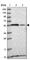Nucleoporin 50 antibody, HPA047162, Atlas Antibodies, Western Blot image 