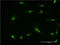Ribosomal Protein L7 antibody, LS-C198104, Lifespan Biosciences, Immunofluorescence image 