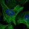 Nudix Hydrolase 6 antibody, HPA039202, Atlas Antibodies, Immunocytochemistry image 