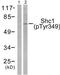 ShcA antibody, TA312071, Origene, Western Blot image 