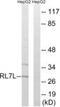 Ribosomal Protein L7 Like 1 antibody, PA5-39425, Invitrogen Antibodies, Western Blot image 