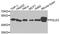 ETS-related transcription factor Elf-4 antibody, orb247836, Biorbyt, Western Blot image 
