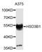 3 beta-hydroxysteroid dehydrogenase/Delta 5-->4-isomerase type 1 antibody, PA5-76503, Invitrogen Antibodies, Western Blot image 