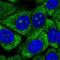 Ribosomal Protein L13 antibody, PA5-62462, Invitrogen Antibodies, Immunofluorescence image 