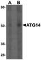 Beclin 1-associated autophagy-related key regulator antibody, orb137364, Biorbyt, Western Blot image 