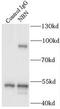 Nibrin antibody, FNab05567, FineTest, Immunoprecipitation image 