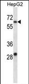 Potassium voltage-gated channel subfamily C member 1 antibody, PA5-71901, Invitrogen Antibodies, Western Blot image 