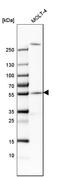 Centrosomal Protein 57 antibody, HPA018315, Atlas Antibodies, Western Blot image 