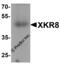 XK Related 8 antibody, 7965, ProSci, Western Blot image 