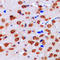 Erk1 antibody, LS-C352723, Lifespan Biosciences, Immunohistochemistry frozen image 