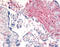 DPP IV antibody, TA341153, Origene, Immunohistochemistry frozen image 