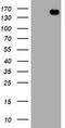 Protocadherin-7 antibody, TA505451BM, Origene, Western Blot image 