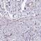 Protein DEPP antibody, NBP2-38367, Novus Biologicals, Immunohistochemistry frozen image 