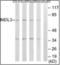 Nei Like DNA Glycosylase 3 antibody, orb376035, Biorbyt, Western Blot image 