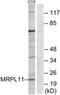 Mitochondrial Ribosomal Protein L11 antibody, TA312710, Origene, Western Blot image 